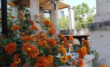 17 agrumeto arredo esterno masseria pagani puglia