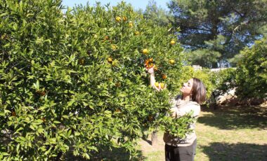 agrumeto marmellate bio masseria pagani salento